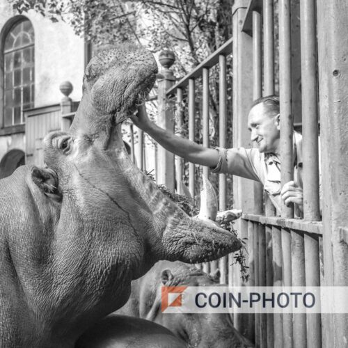 Photo d'un hippopotame se faisant brosser les dents au Zoo ARTIS d'Amsterdam en 1961
