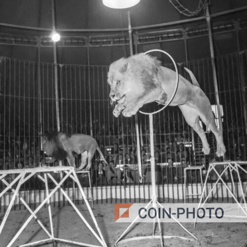 Photo d'un lion sautant dans un cerceau lors d'une représentation du cirque Mikkenie à Turnhout en Belgique en 1951