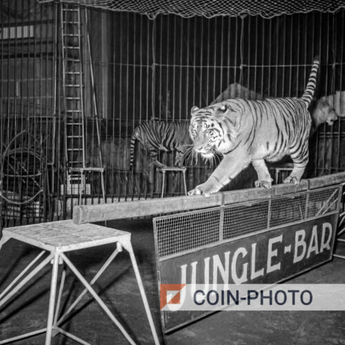 Photo d'un tigre sur une poutre lors d'une représentation du cirque Mikkenie en 1952